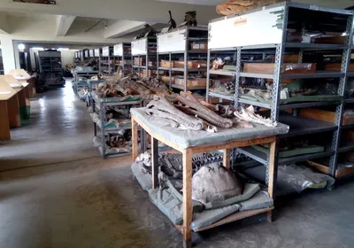 nmk national museums kenya job kibii fossil micro-ct scan paleontology